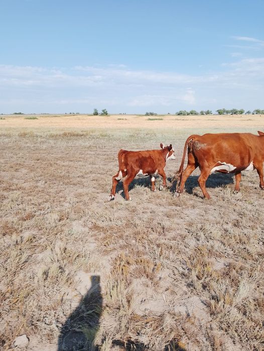Продам продам продам