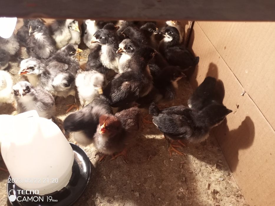 Кора шахзода жужалари 7 кунлик