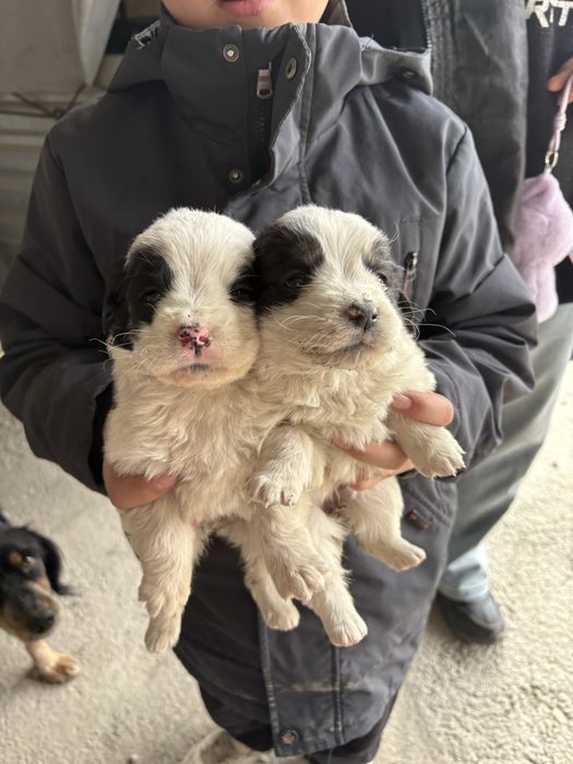 Отдам даром щенят в добрые руки