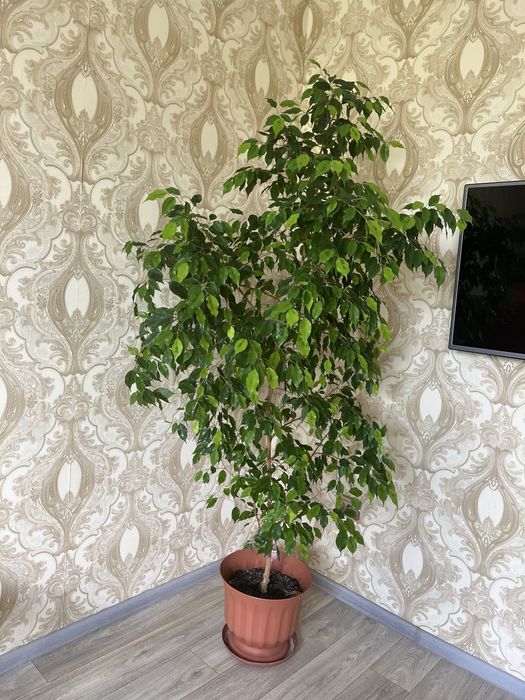 Комнатные цветы высокие