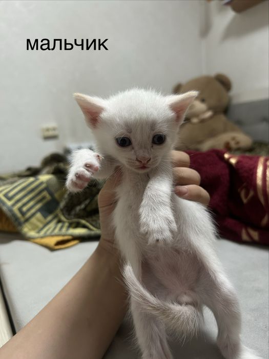отдам котят в добрые руки