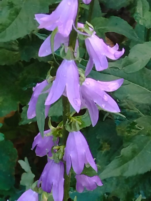 Продам корни лилий