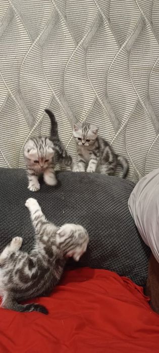 Котята шотландци