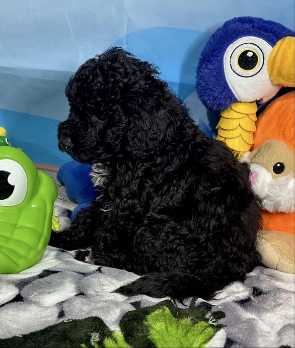 Пудел мини Момиче