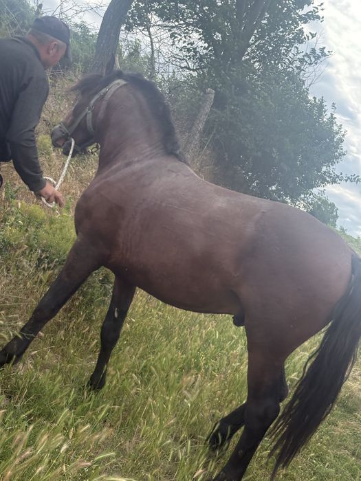 Vand sau schimb cu tauras armăsar de 1 an si 8 luni