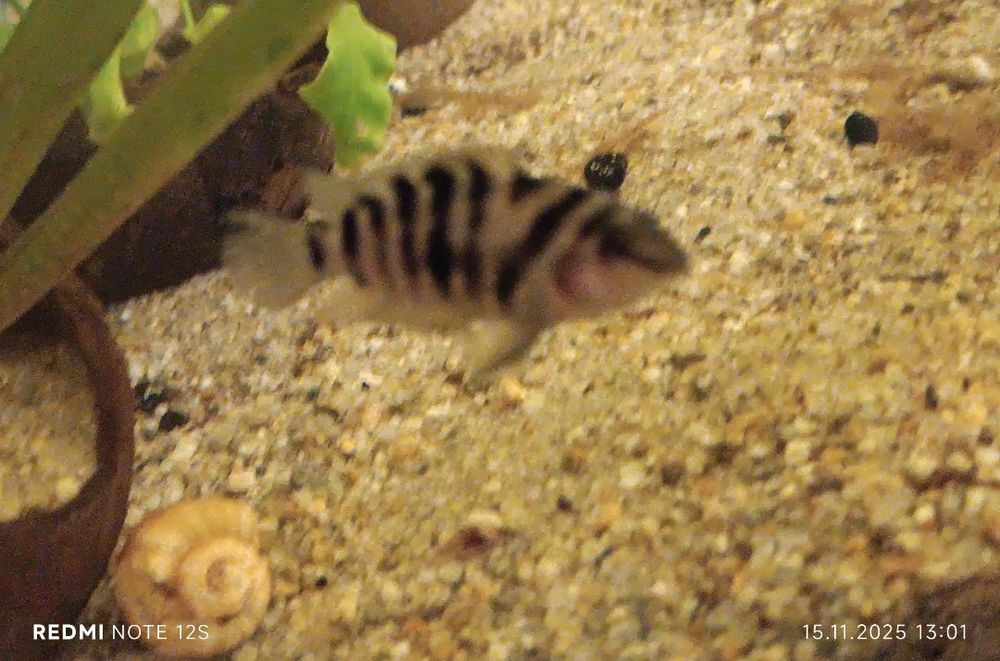 Vând 2 ciclide americane nigrofasasciatum