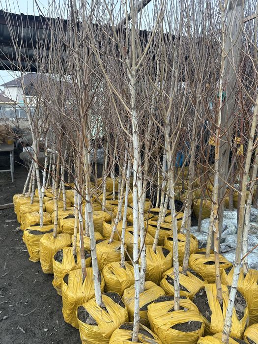 Береза Береза высокорослое