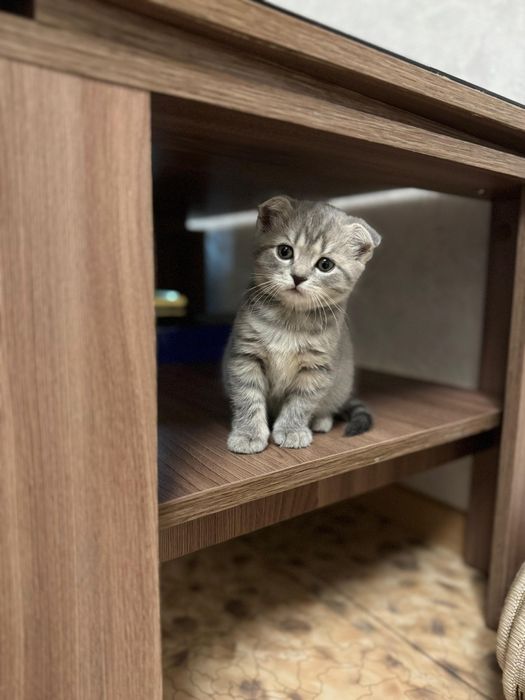 Шотландские  котята