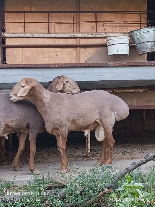 Qochqor nasil uchun eng saralari bizda