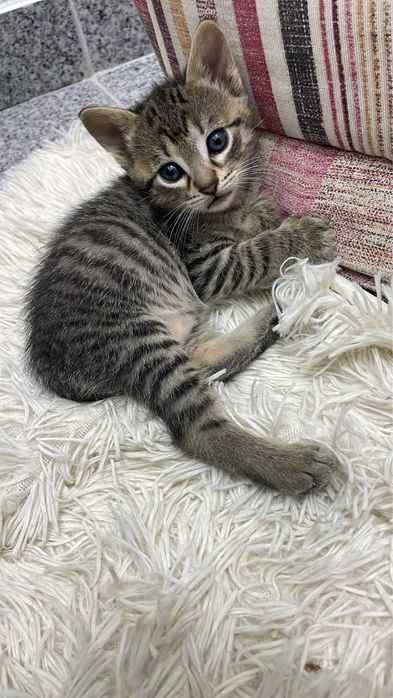 Motanel si mamica spre adoptie