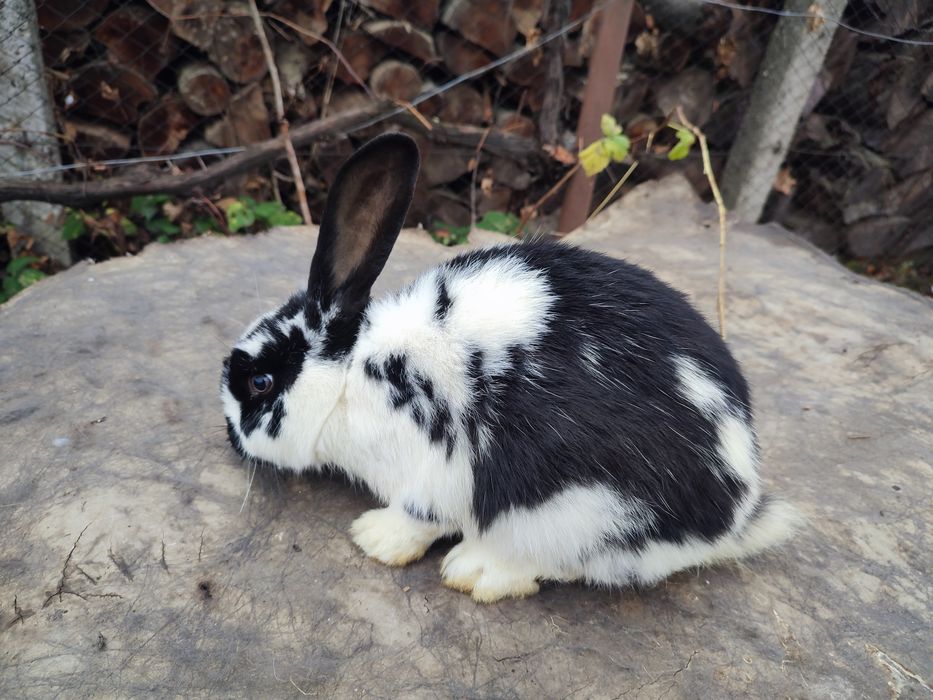 Iepuri (tineret și maturi)