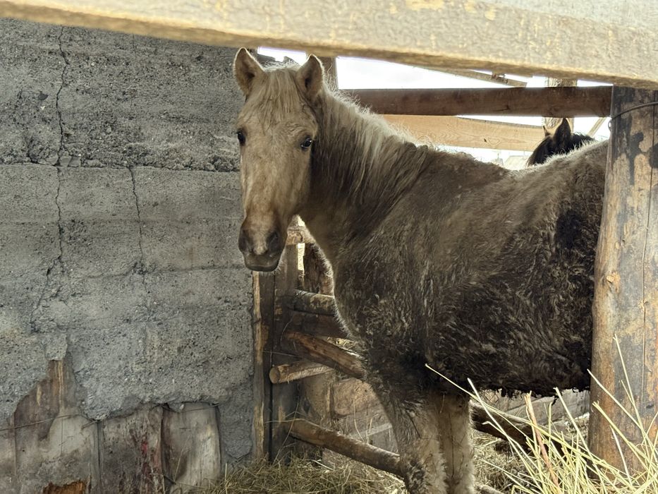 лошадь на согым.