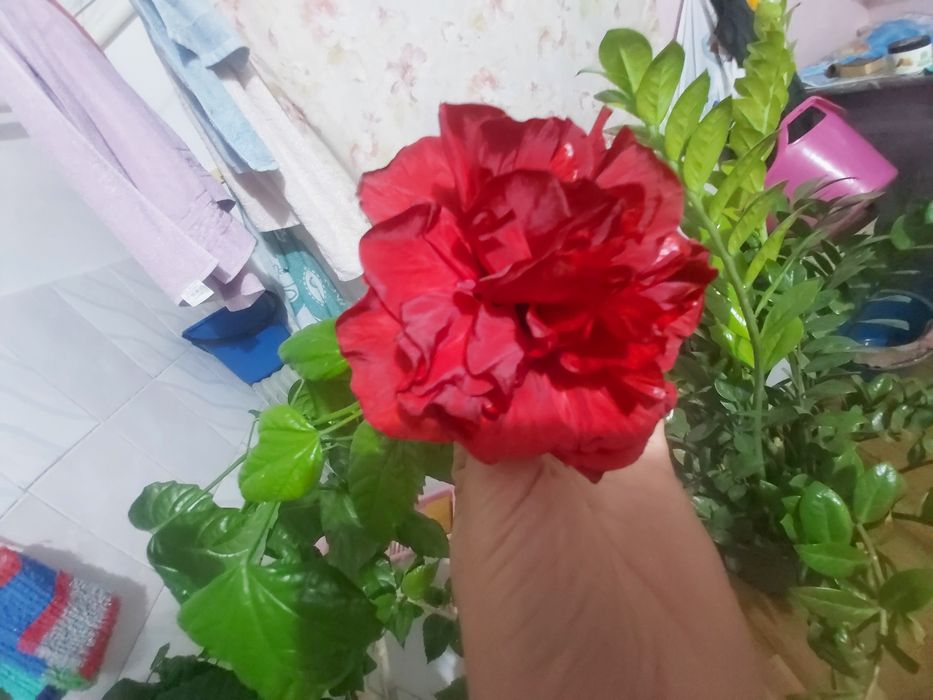 Продаю.розу. гибискус