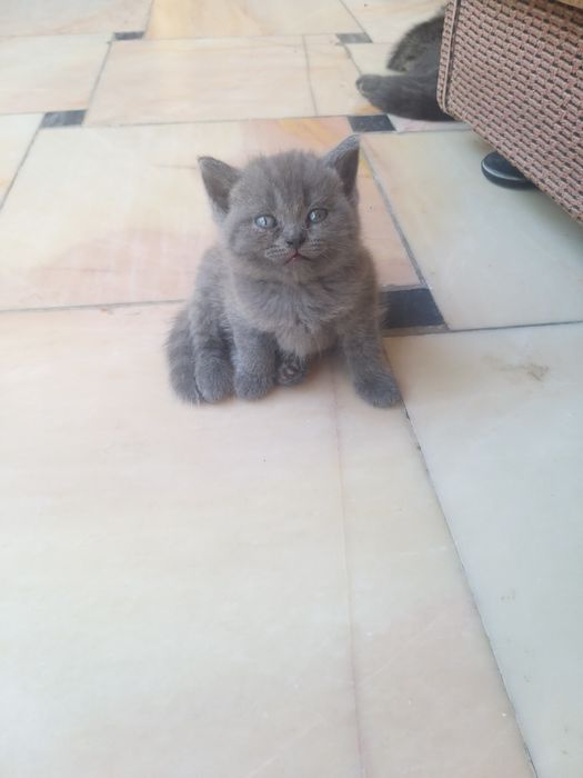 Banyoda u mushukchaga yopishtiradi