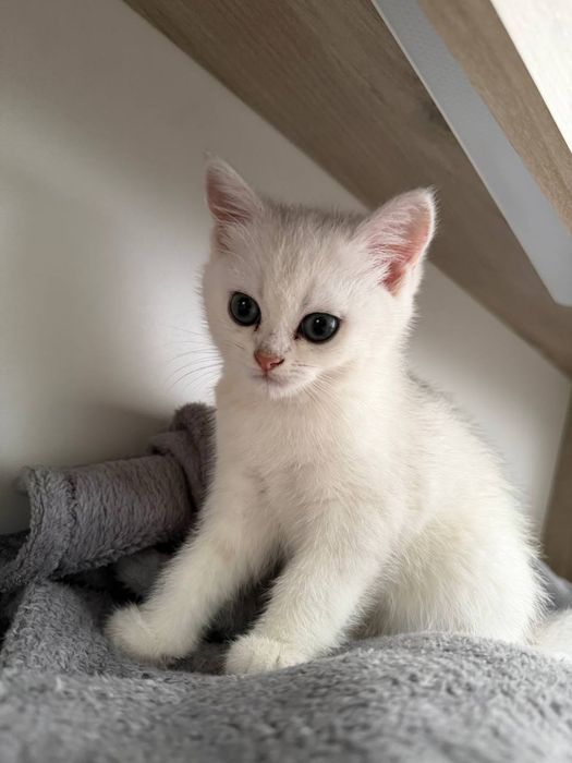 Продам котенка серебристая шиншилла, девочка