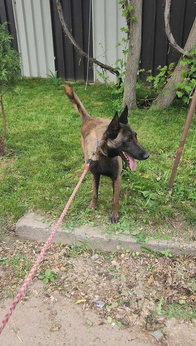 Mascul Ciobanesc Belgian Malinois cu pedigree PCI
