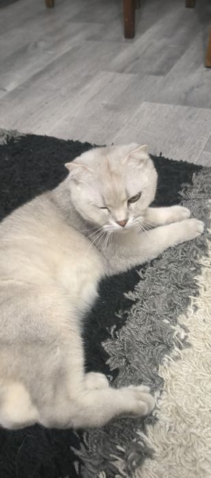 Котята шотландской породы