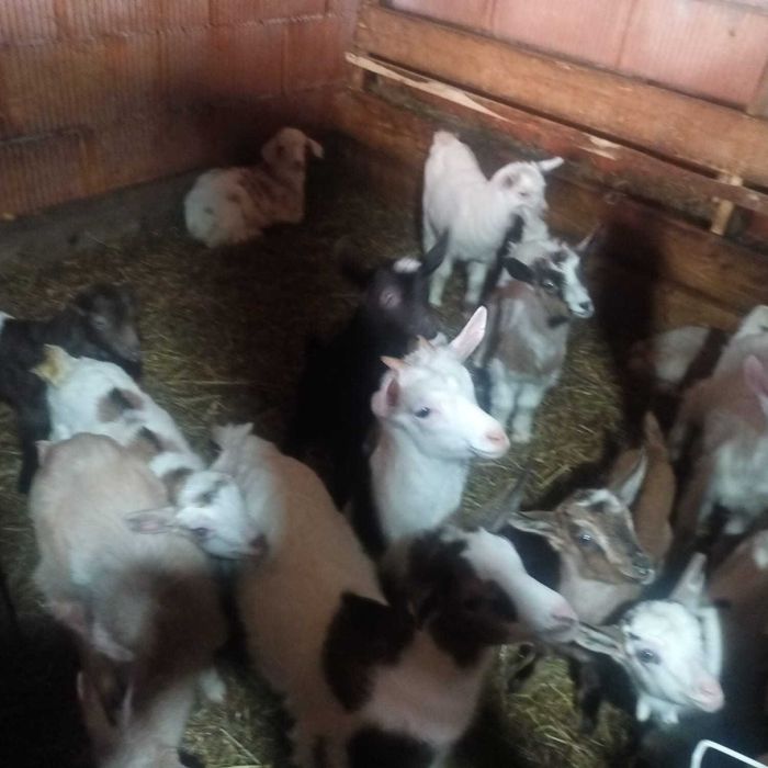 Vând iezi și capre gestante | Pret negociabil