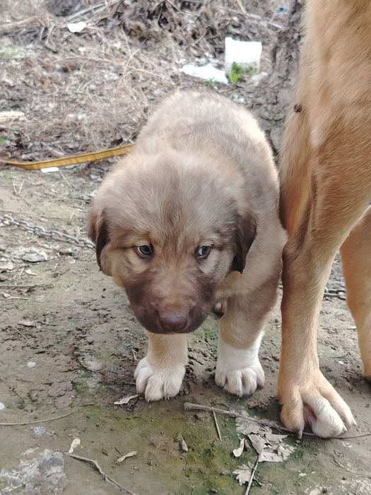 Осы дау ұрғашы ит сатылады?