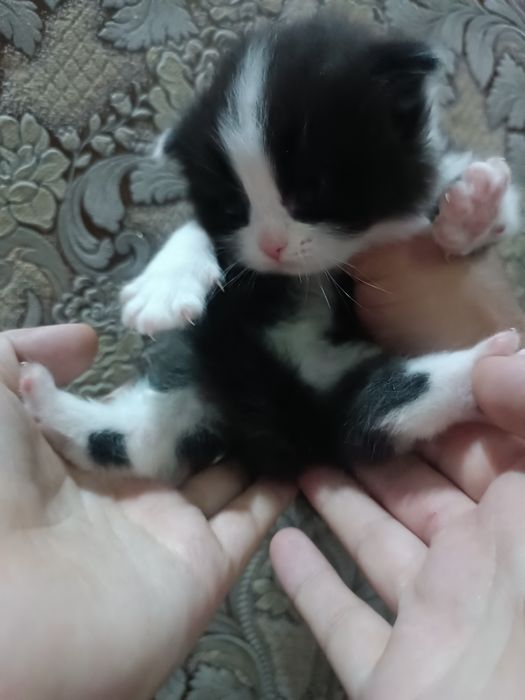 Вислоухие котята