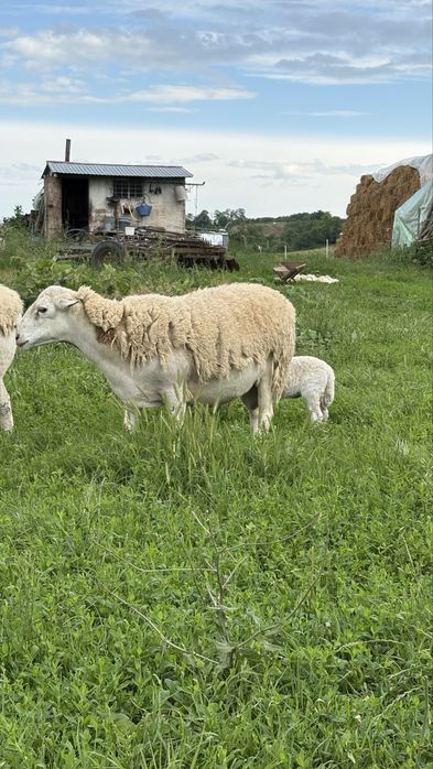 Vand 2 berbeci foarte buni pentru monta.