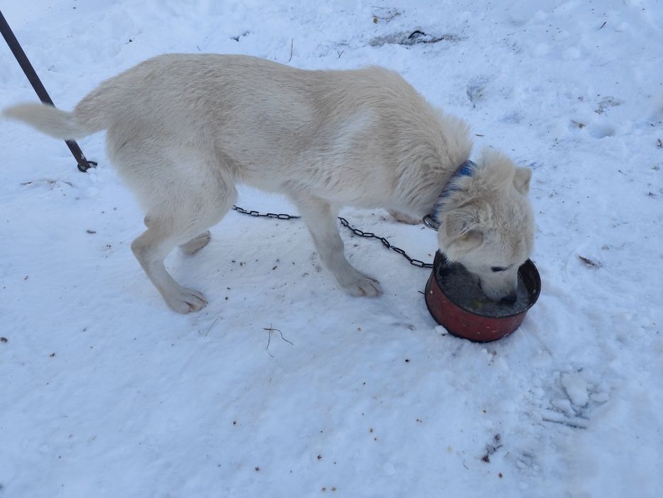 Отдам щенка кобеля