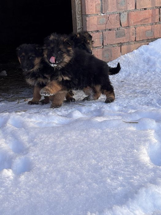 Щенки немецкой овчарки