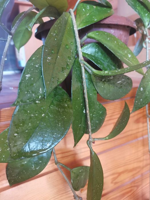 Комнатные цветы  сансевиерии, в ассортименте