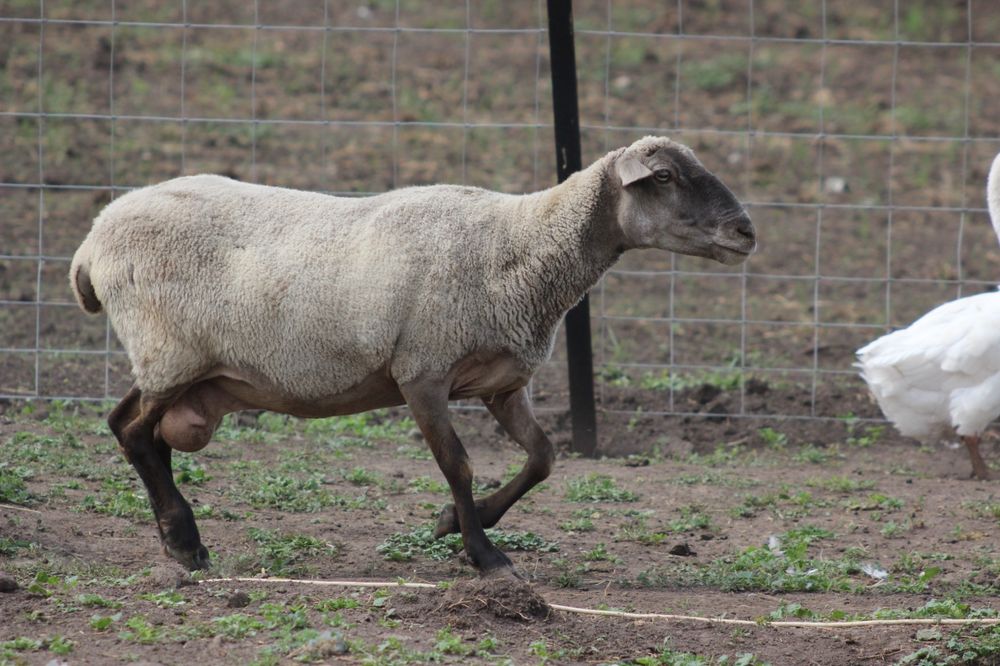 Продам овец Саффолк (Суффолк)  Баран продан