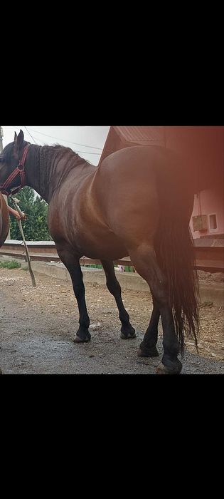 Vând sau Schimb iapa de 5 ani foarte cuminte