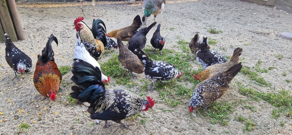 Gainuse pitice tineret 2025