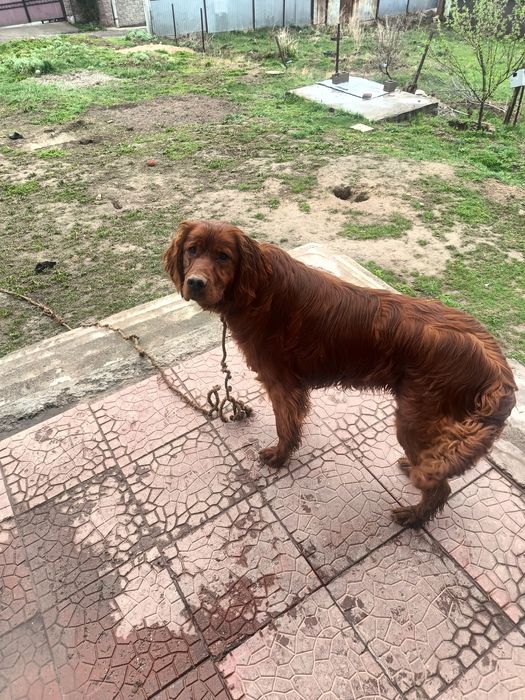 Потерялся ирландский сеттер щенок 8 месяцев