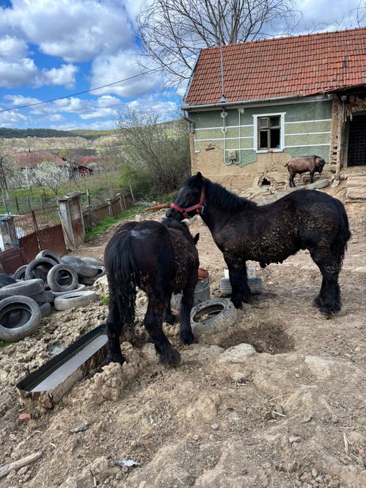 Manji de 1 ani,armăsari