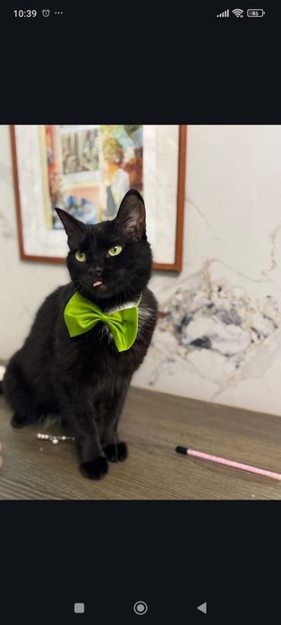 Кот  в добрые руки