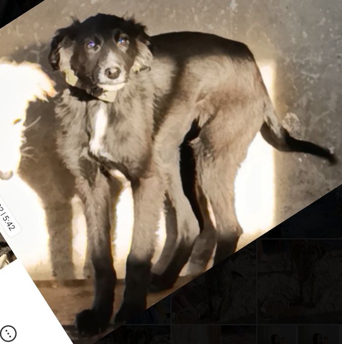 Щенки ищут дом !