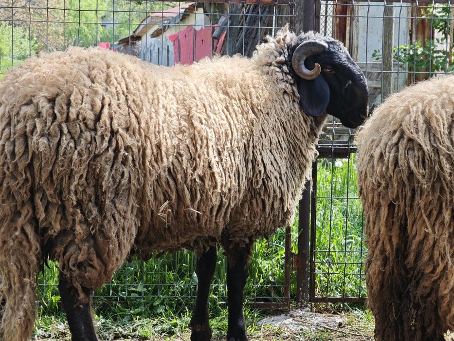 Berbec de un an si două luni Cap Negru Teleorman ,