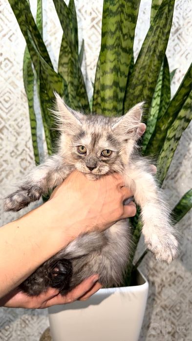 Клубные котята породы мейн кун