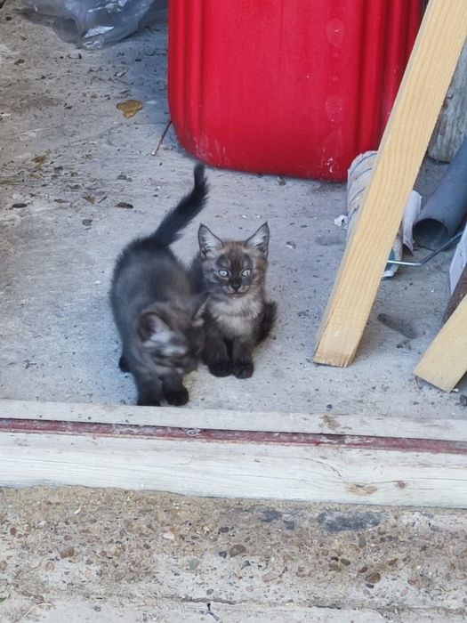 Отдам котят в добрые руки!!!