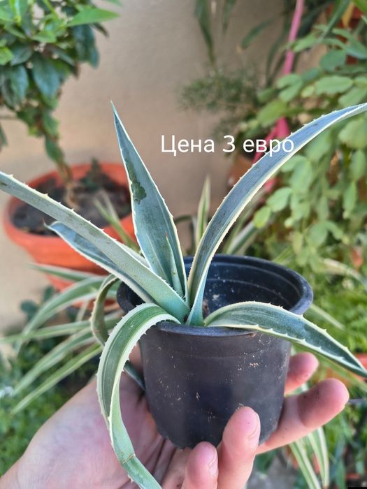 Цветя Столетници.