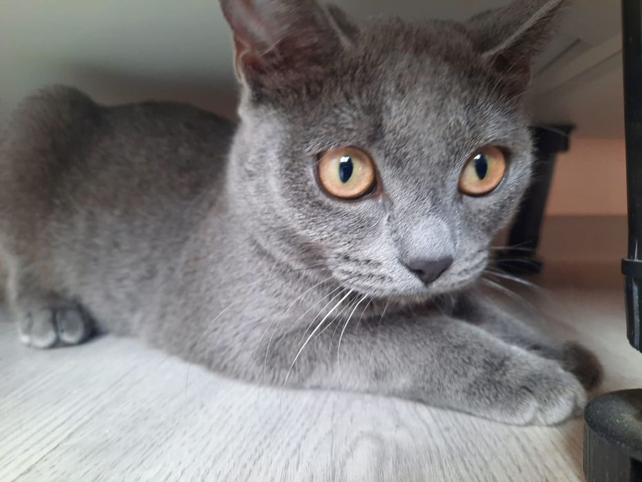 Отдам котенка в хорошие руки