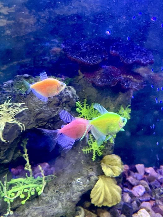 Аквариум 30 литров комплект с гарантией!