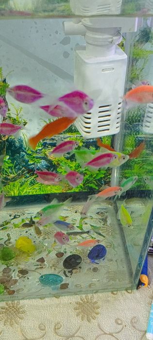 Akvarium va baliqlar sotiladi. +Filtr