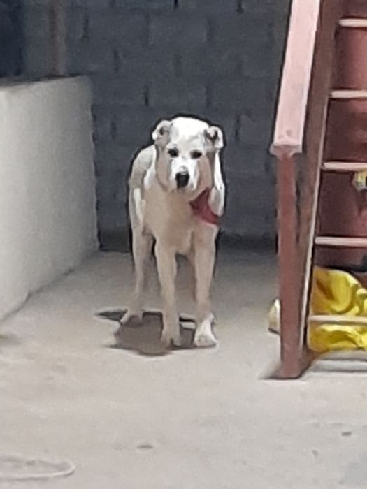 Тоза конли алабай сотилади ёши 1 ёш жуда акилли