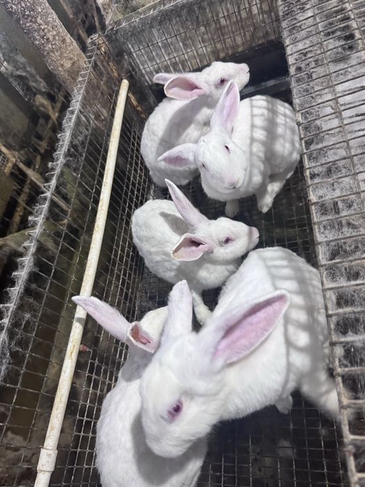 Sifatli Hikol quyonlari – nasl va boqish uchun