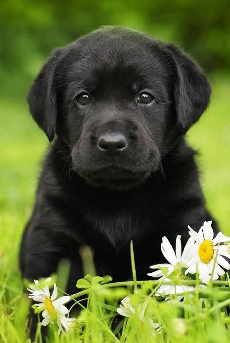 Angliskiy Labrador