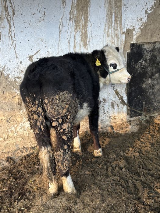 Жас мал тана сатылады