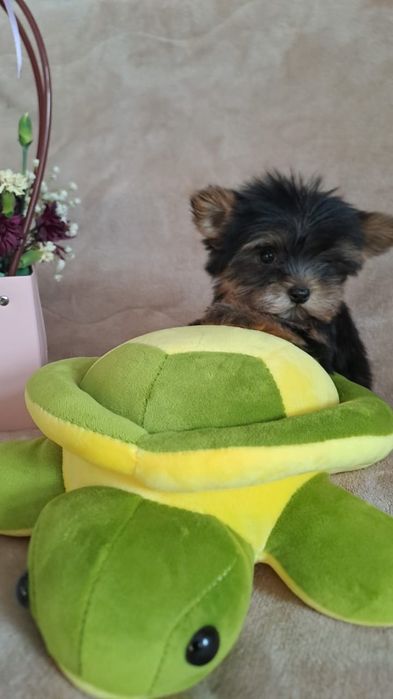 Продам чудесных мини йорков