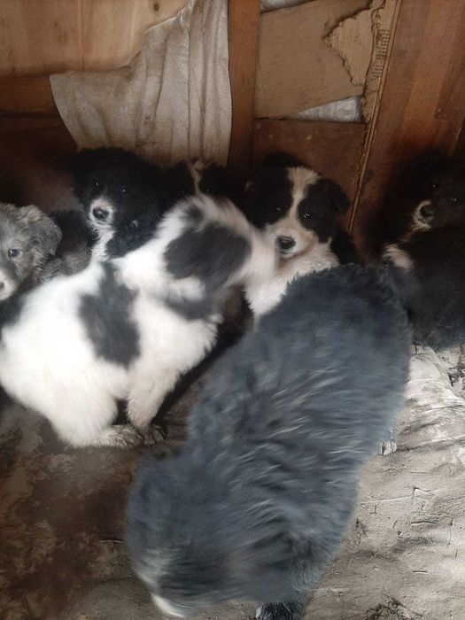 Отдам щенков алабая