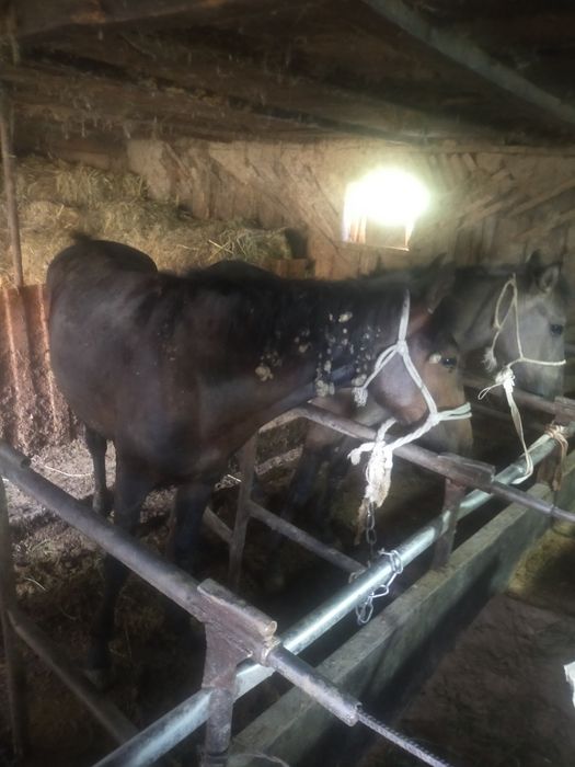 2 5 жасар байтал  кунандар сатлад