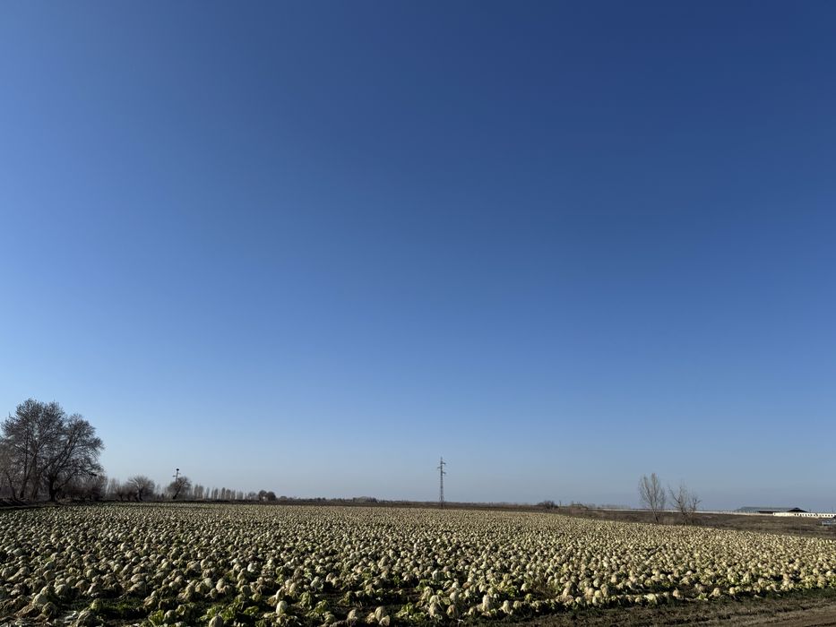 Chimchi bonka 3gektar